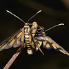 White Antenna Wasp Moth