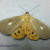 Specious Tiger Moth