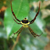 Garden Cross Spider
