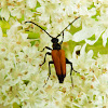 Longhorn beetle (male)