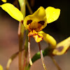 Donkey Orchid