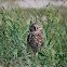 Florida Burrowing Owl