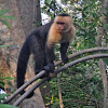 white-faced capuchin