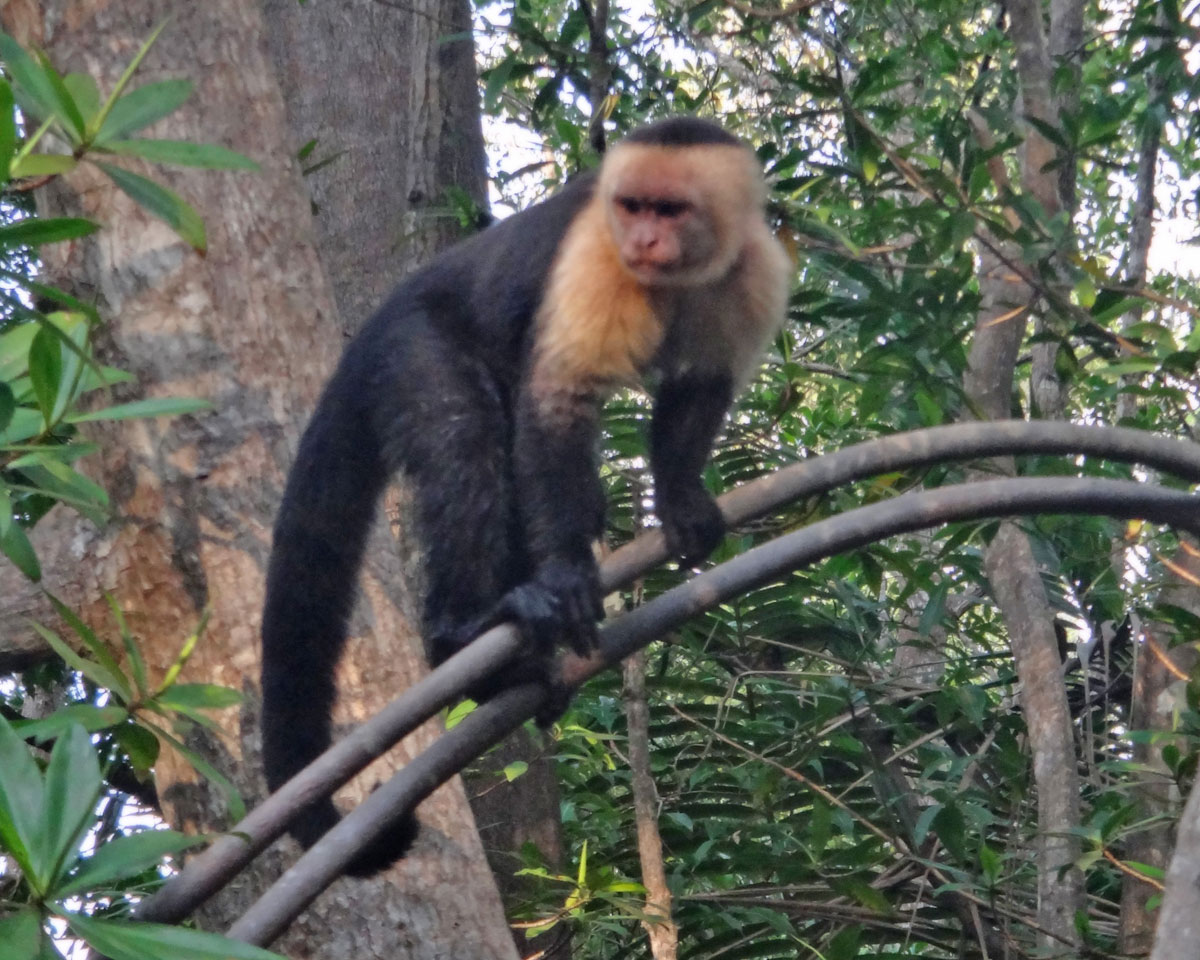 white-faced capuchin