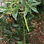 Oleander seed pod