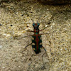 Golden-spotted tiger beetle（金斑虎甲）