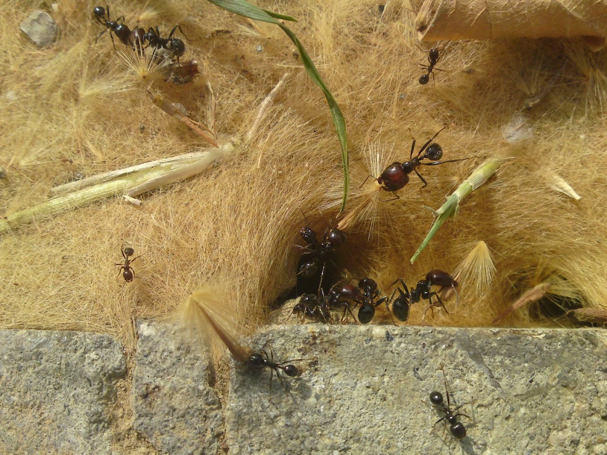 Ants Nest