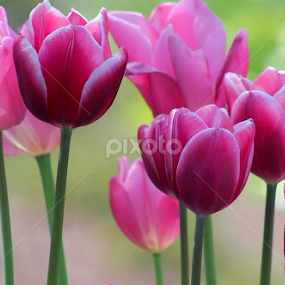 Tulips by Sherri Woodbridge - Flowers Flower Gardens
