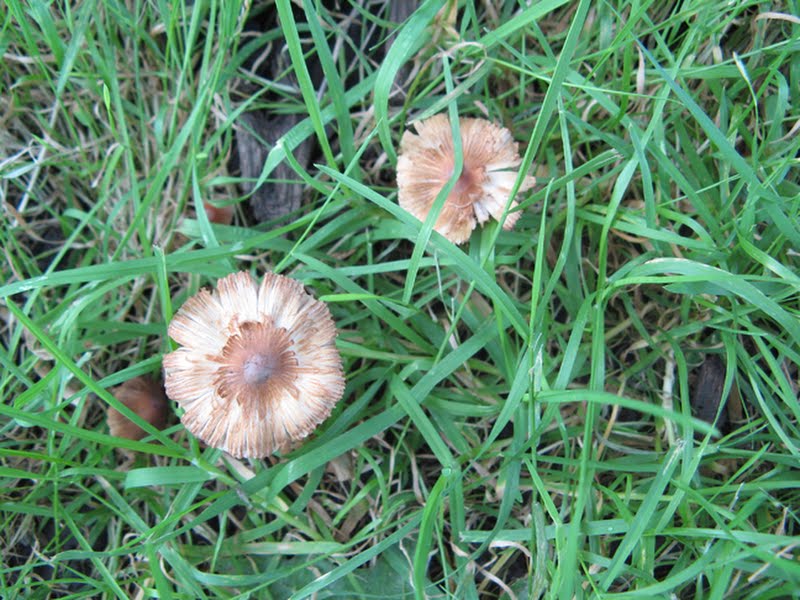 Common CP Fiber cap (Inocybe sp.) [2 of 2]