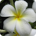 Kauai Flowers logo