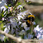 Bumblebee / Abejorro / Borinot
