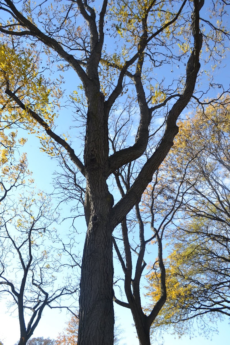 Kentucky Coffee Tree