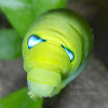 Oleander hawk moth caterpillar