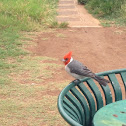 Red-Crested Cardinal