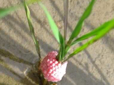最高のコレクション golden apple snail philippines 276200-Golden apple snail philippines