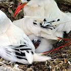 Red-tailed tropicbirds (& chick)