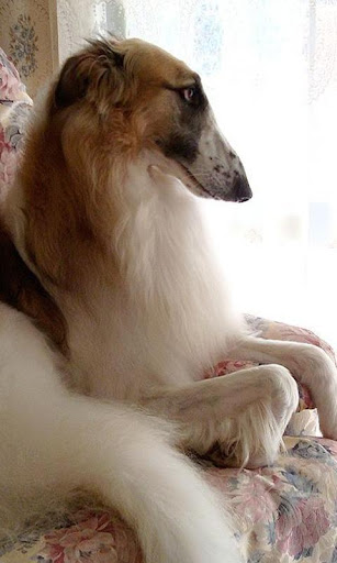 Borzoi Jigsaw Puzzle