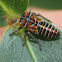 Mottled-head gum-leafhopper - nymph
