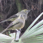 Palm tanager