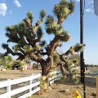 Yucca Tree