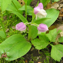 Showy Orchis