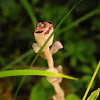 Indian pipe