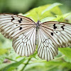 Rice - Paper Butterfly