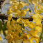 Golden Shower, Shower Tree