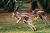 Kangaroos near the coast in Australia, one of the encounters you'll have on a Cunard cruise Down Under.  
