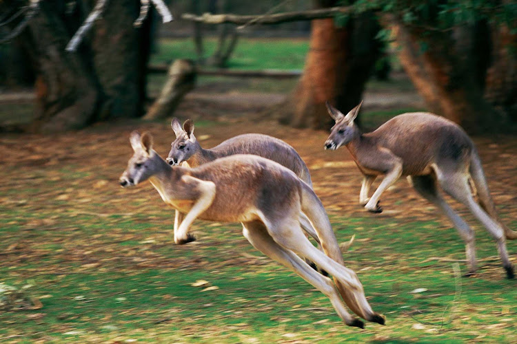 Kangaroos near the coast in Australia, one of the encounters you'll have on a Cunard cruise Down Under.  