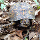 Box Turtle