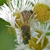 Northern crab spider vs. soldier fly