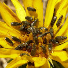 Flower Beetles