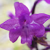 Four-spotted Orchis