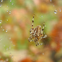 Orb Weaver, Garden Spider