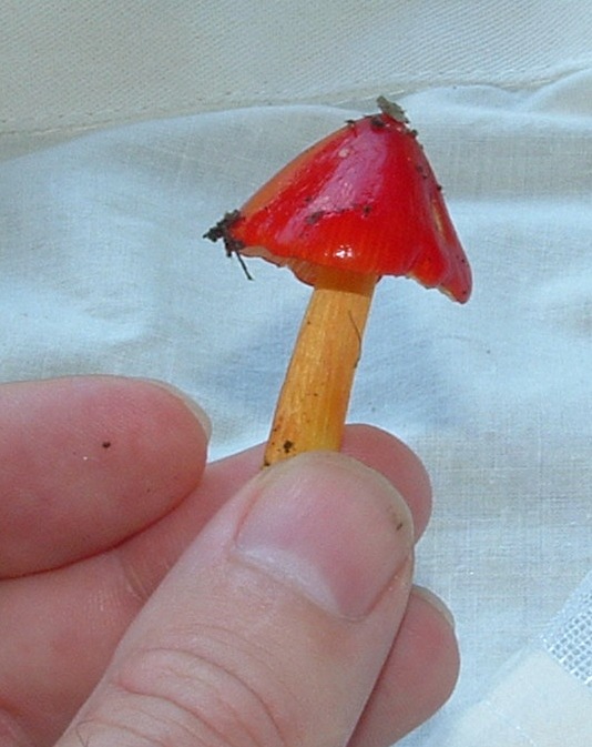 Witch's Hat mushroom