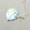 Pholcid spider