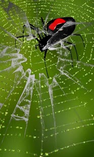 How to download Web with spider free lwp 5.2 apk for pc