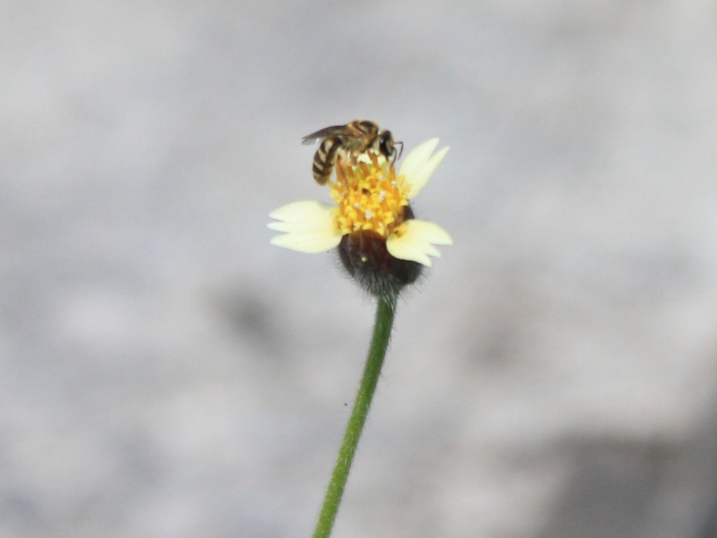 bee (and weed-flower)