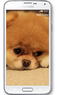 免費下載個人化APP|Boo Cutest Dog Wallpaper app開箱文|APP開箱王