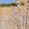 Redroot Wild Buckwheat