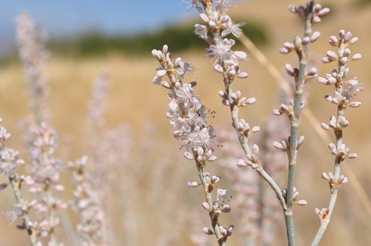 Redroot Wild Buckwheat