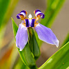 Blue Walking Iris