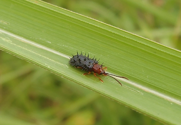 Pigmy-spiny Beetle
