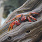 Sally Lightfoot Crab,   Red Rock Crab