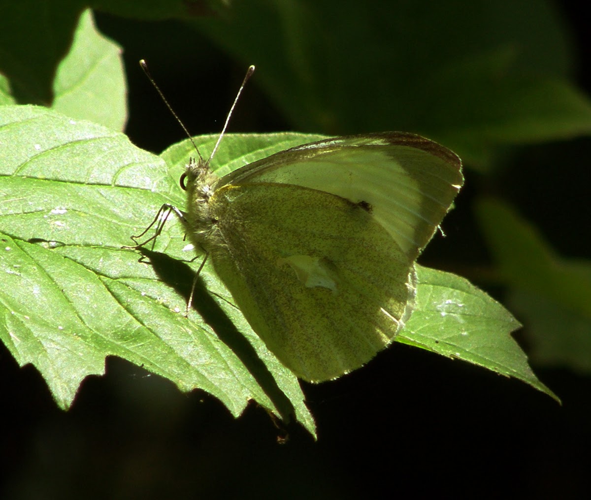 Cabbage Butterfly