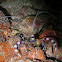 Coral Banded Shrimp