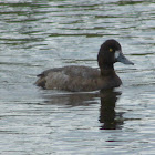 Lesser Scaup (female)