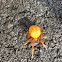 Marbled Orbweaver Spider