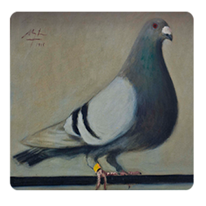 Guide Pouter Pigeons 1.5